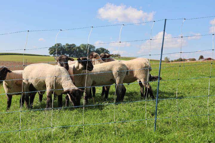 AKO Schafsnetz TitanNet Premium Vario